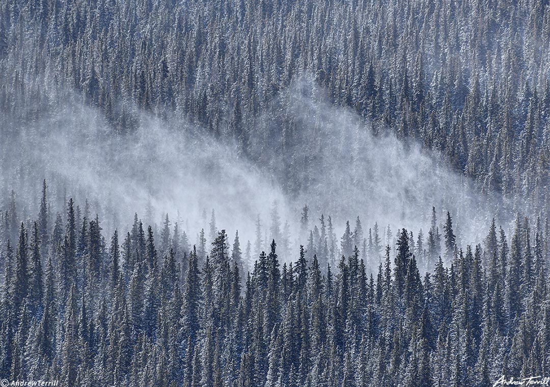 spindrift in the forest colorado 15 apr 2023