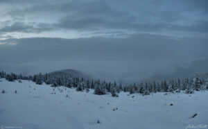 fog and colorado pine forest in winter 22 april 2023