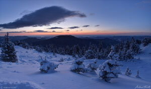 dawn colorado pine forest in winter 23 april 2023