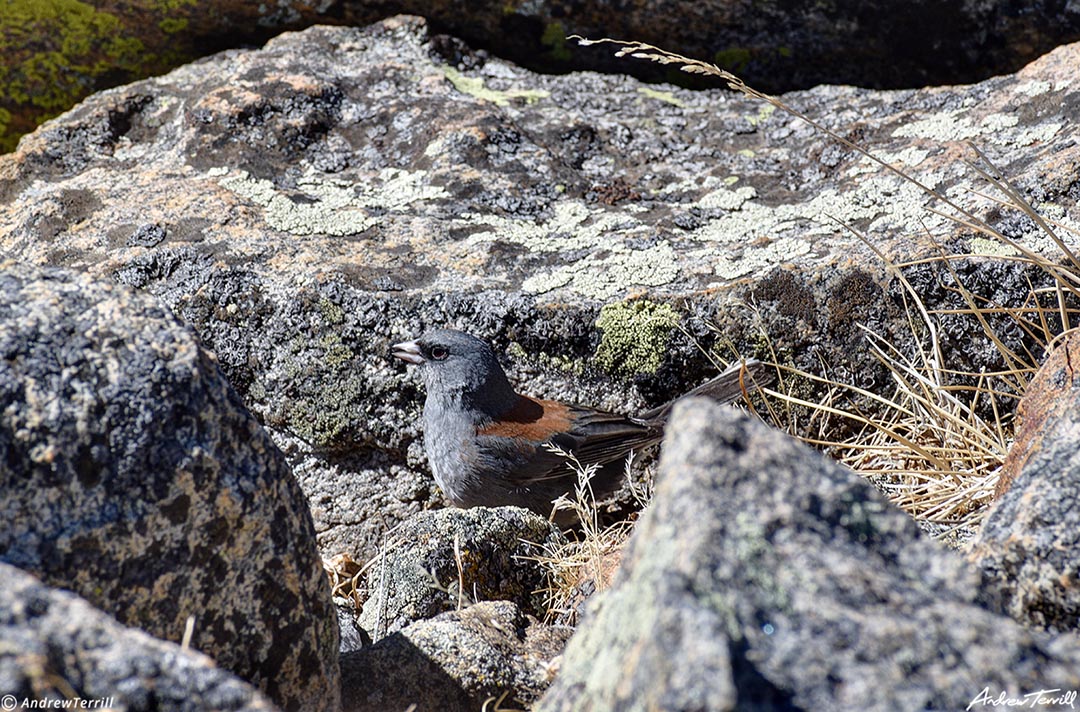 dark eyed junco colorado 11 april 2023