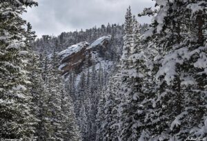 in the forest winter snow pine trees colorado 23 april 2023