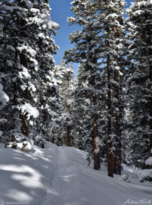 forest trail in winter colorado 23 april 2023