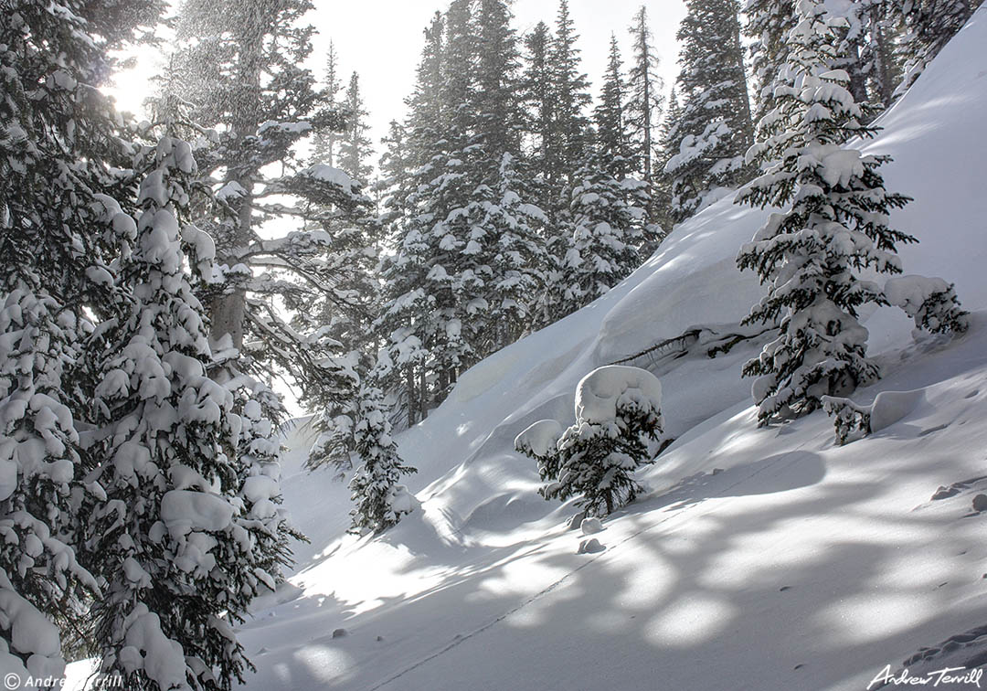 snow and pines trees in Colorado mountains winter