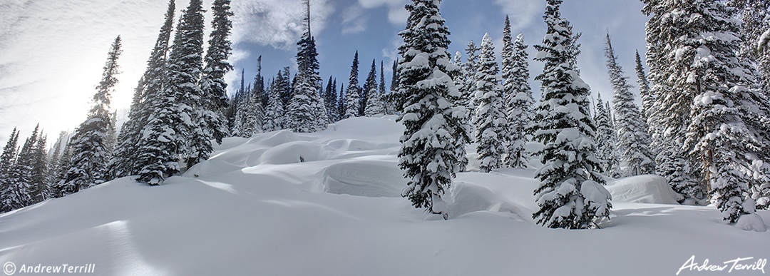 snow and pines colorado winter