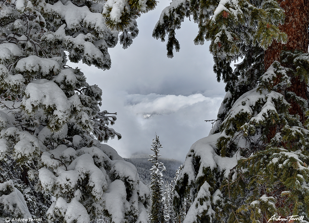 snow covered pines and clearing clouds in forest