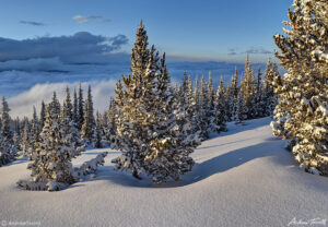 evening light on snow covered pine trees above the clouds in rocky mountains