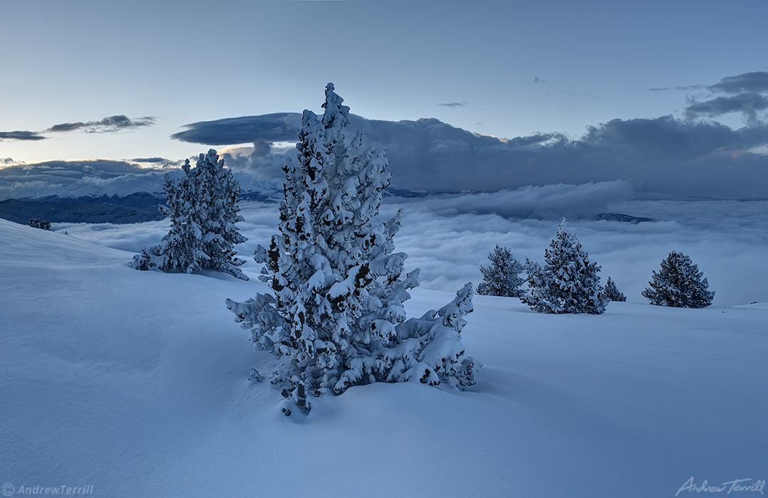 frozen trees on cold snow covered mountain after sunset in colorado