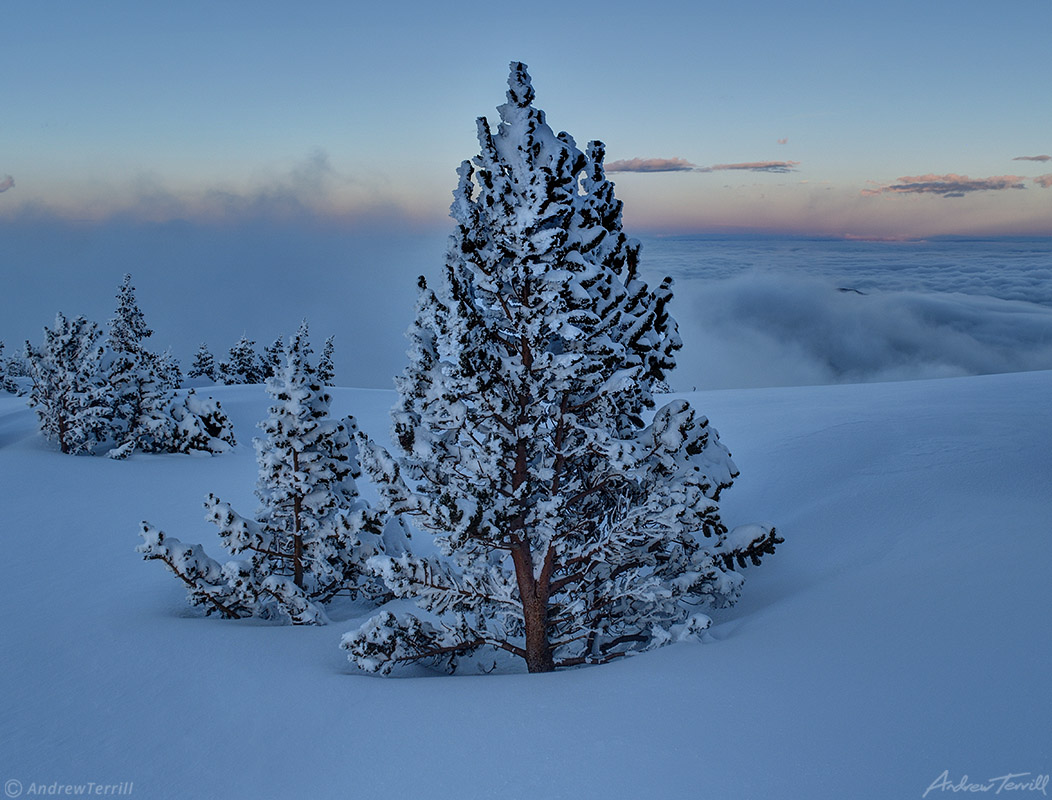 frozen trees on cold snow covered mountain above sea of clouds after sunset in colorado