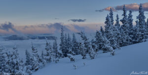 frozen trees on cold snow covered mountain above sea of clouds after sunset in colorado