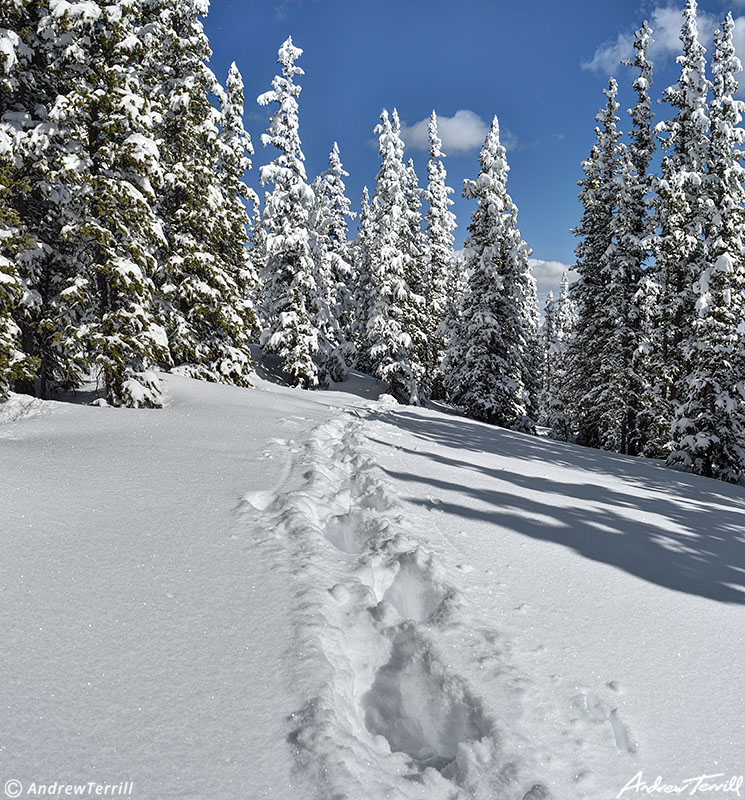 tracks in snow through Colorado winter forest