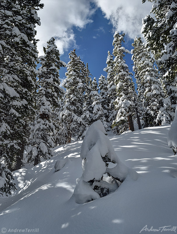 forest and pine trees in deep snow colorado