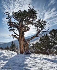 hells hole bristlecone pine may 21 2023