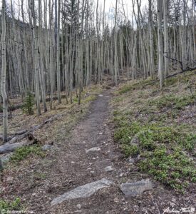 trail through aspen - hells hole - 20 May 2023