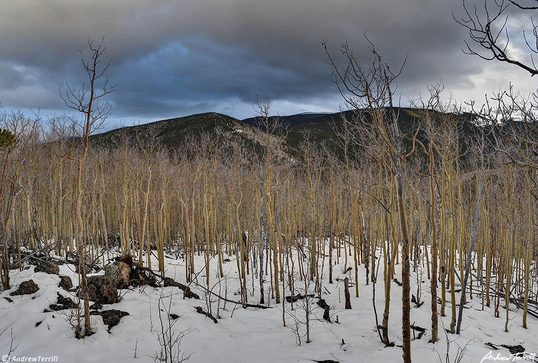 Aspen wood Hells Hole May 12 2023