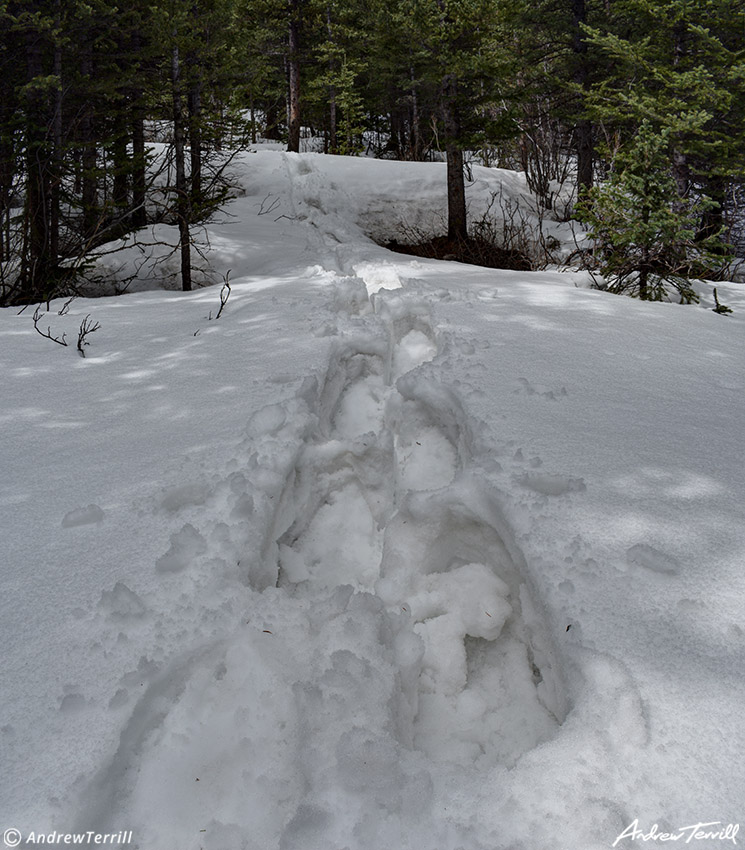 snowshoe tracks - hells hole - 20 May 2023