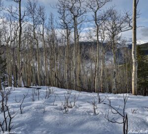 Aspen wood and mist Hells Hole May 13 2023