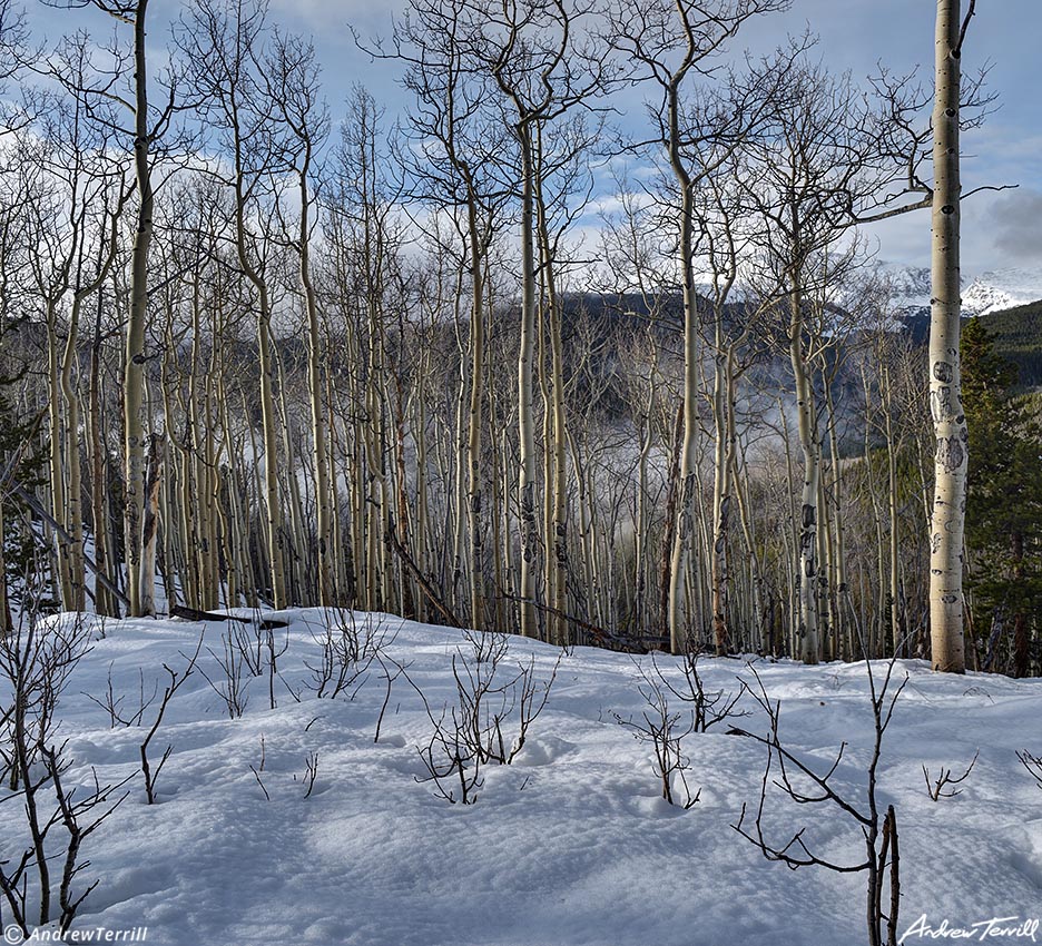 Aspen wood and mist Hells Hole May 13 2023