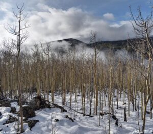 Aspen wood and mist Hells Hole May 13 2023