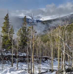 Aspen wood and mist Hells Hole Gray Wolf Mountain May 13 2023