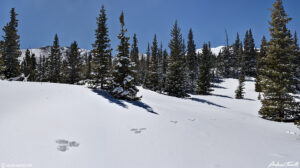 snowshoe hare prints forest hells hole 6 april 2023