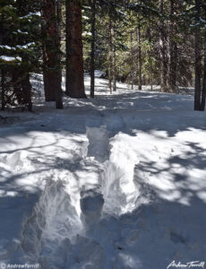 snowshoe tracks in forest 6 april 2023