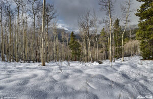 Aspen wood and mist Hells Hole Gray Wolf Mountain May 13 2023