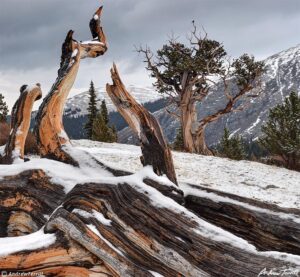 Hells Hole fallen bristlecone pines detail 20 may 2023