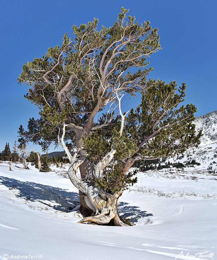 Hells Hole Bristlecone Pine 6 april 2023