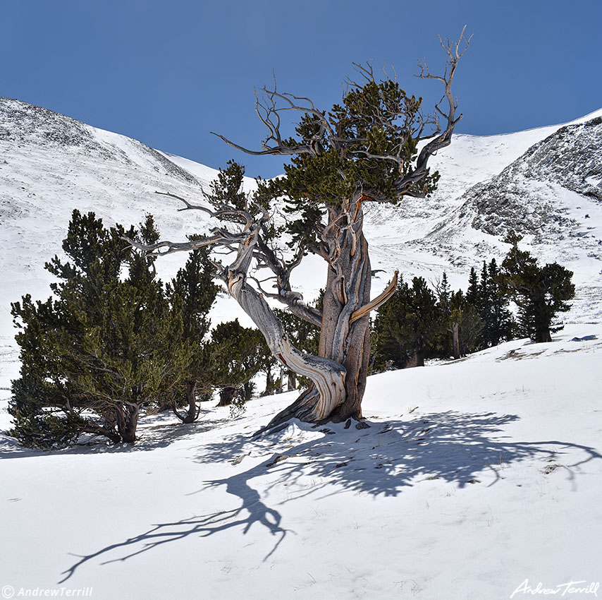 Hells Hole Bristlecone Pine 6 april 2023