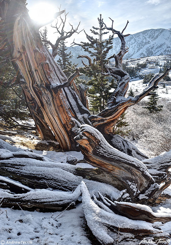 hells hole bristlecone pines may 21 2023