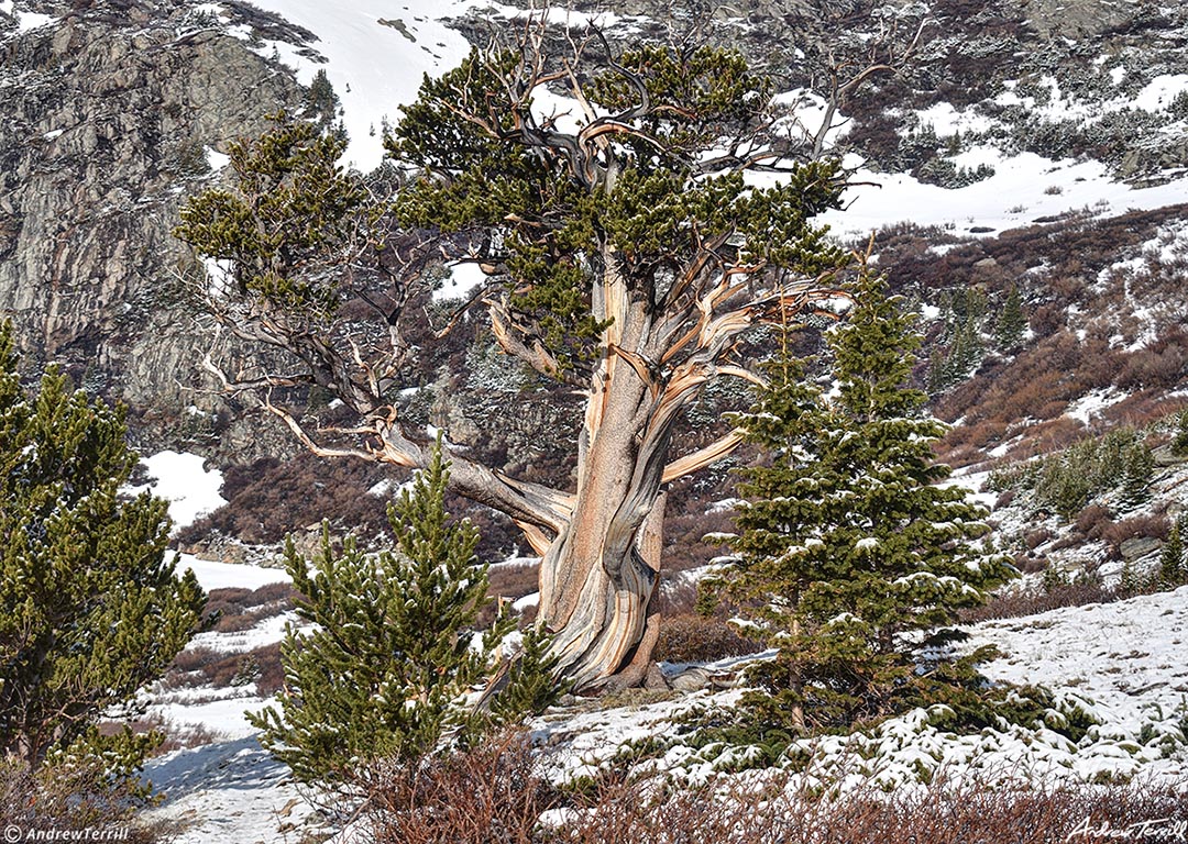 hells hole bristlecone pine may 21 2023