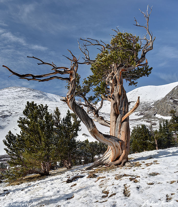 hells hole bristelcone pine may 21 2023