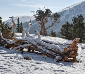 hells hole old bristlecone pines may 21 2023