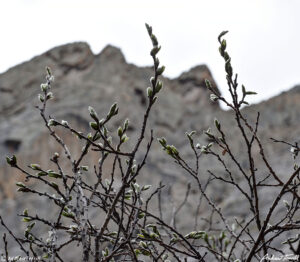 chicago lakes trail willow buds 15 june 2023