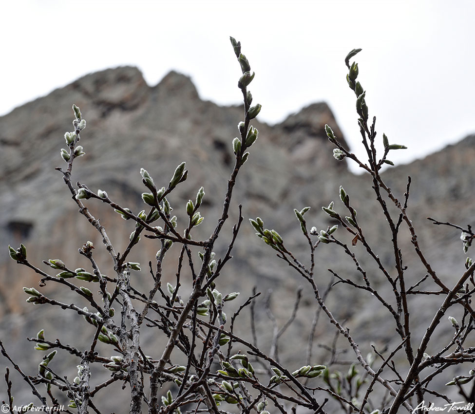 chicago lakes trail willow buds 15 june 2023