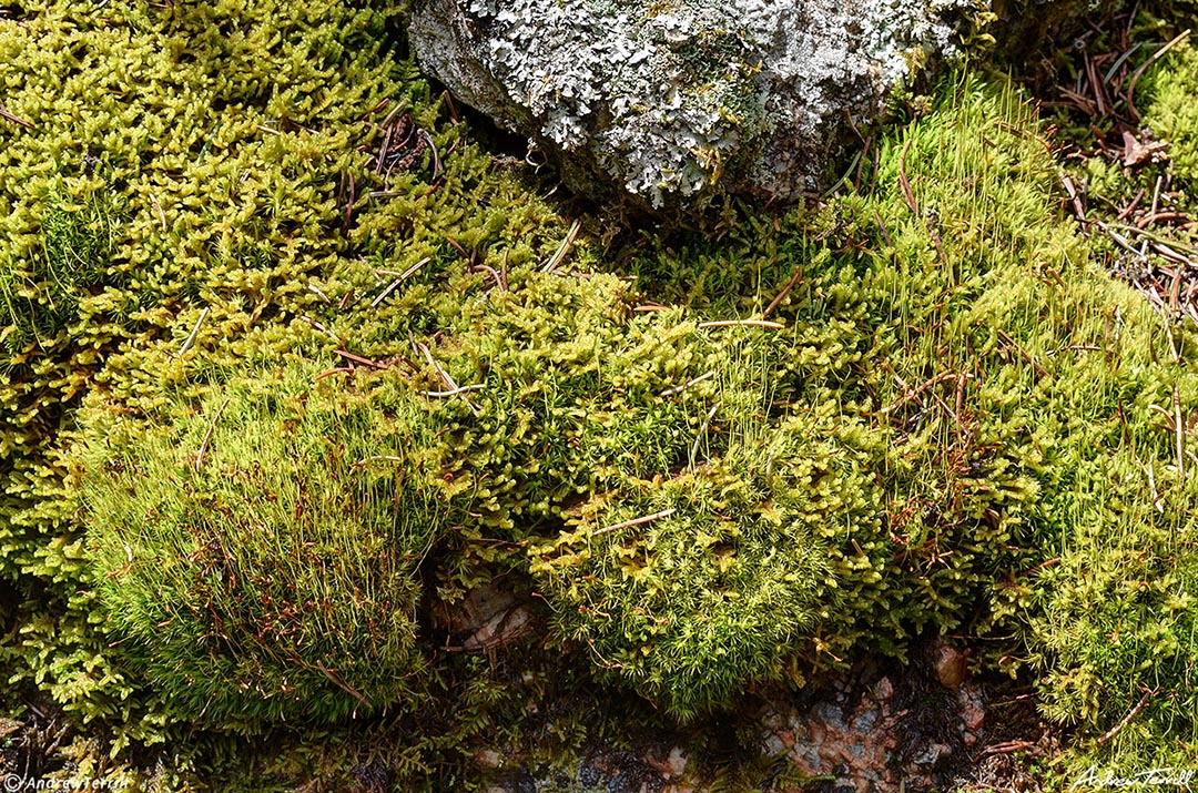 web 004 three mile creek canyon mossy boulders 18 june 2023