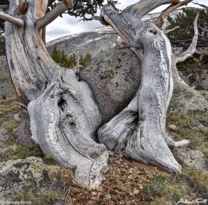 chicago lakes bristlecone trunks 15 june 2023