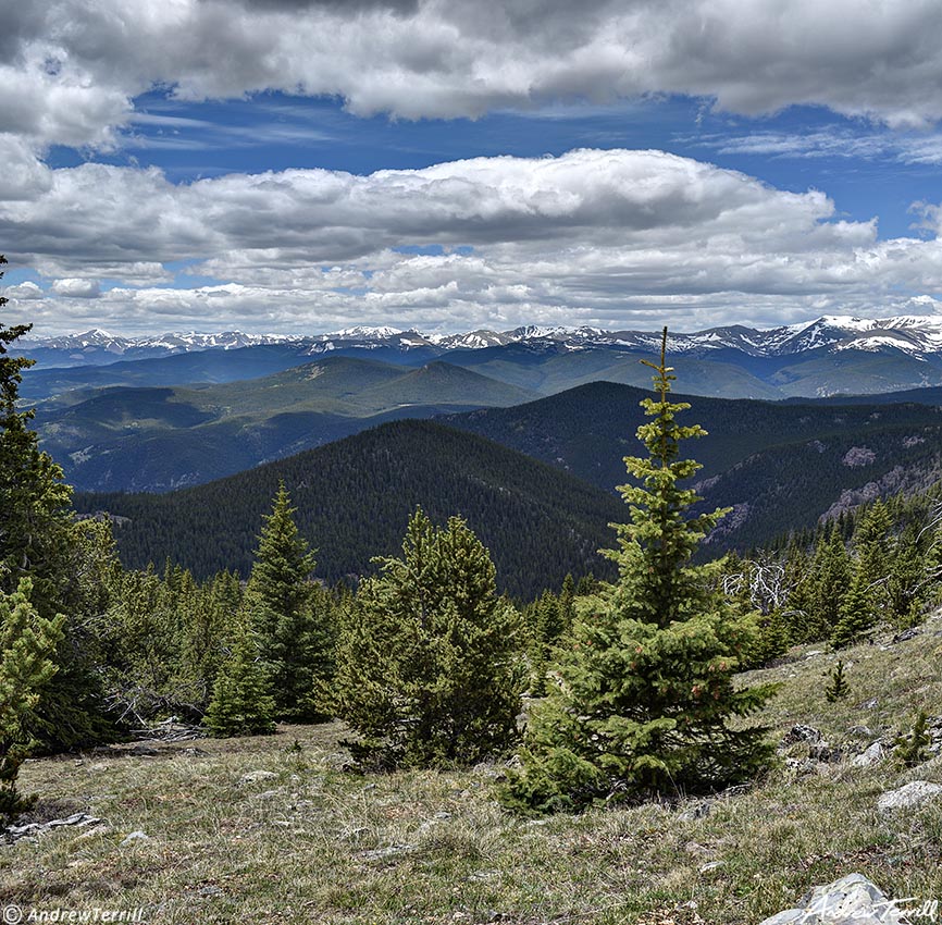 treeline mount logan three mile canyon trail19 june 2023