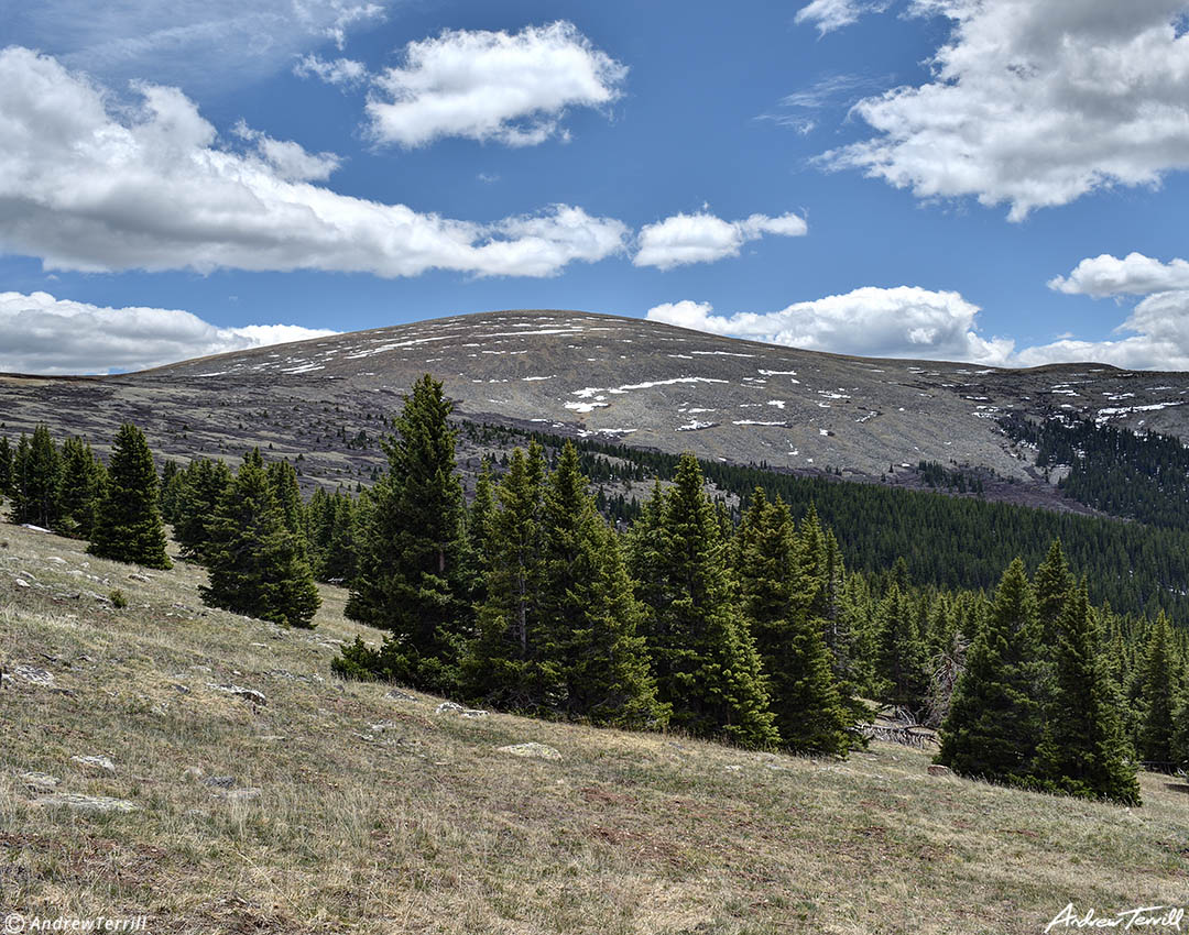 treeline mount logan colorado trail19 june 2023