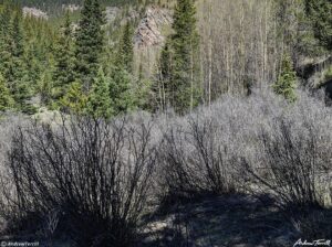 three mile creek textures colorado 19 june 2023