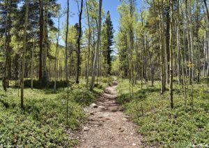 three mile creek aspen wood spring colorado 19 june 2023