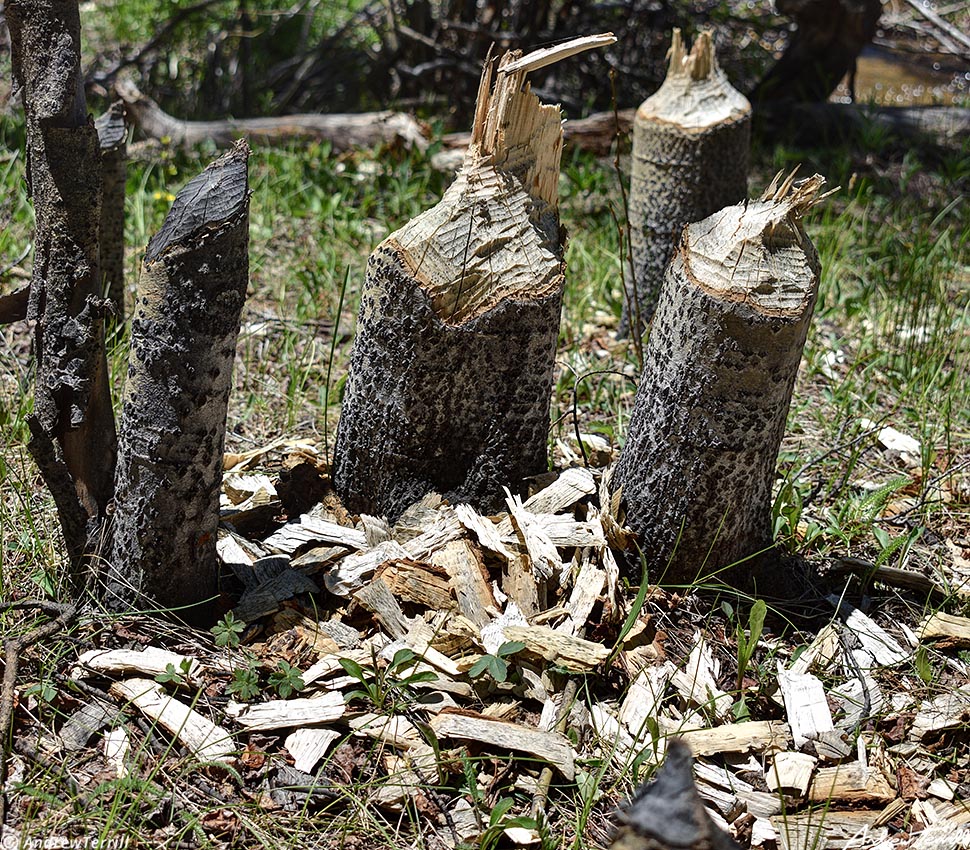 three mile creek beaver gnawed tree stumps colorado 19 june 2023