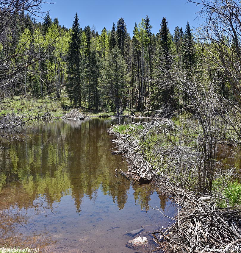 three mile creek beaver pond colorado 19 june 2023