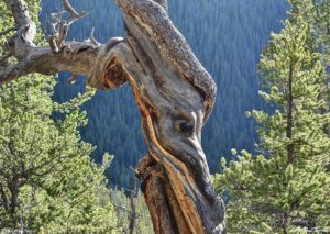 twisted trunk forest pines 2nd july 2023