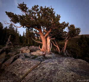 glowing trees sunset Chicago Creek Valley colorado 2nd july 2023