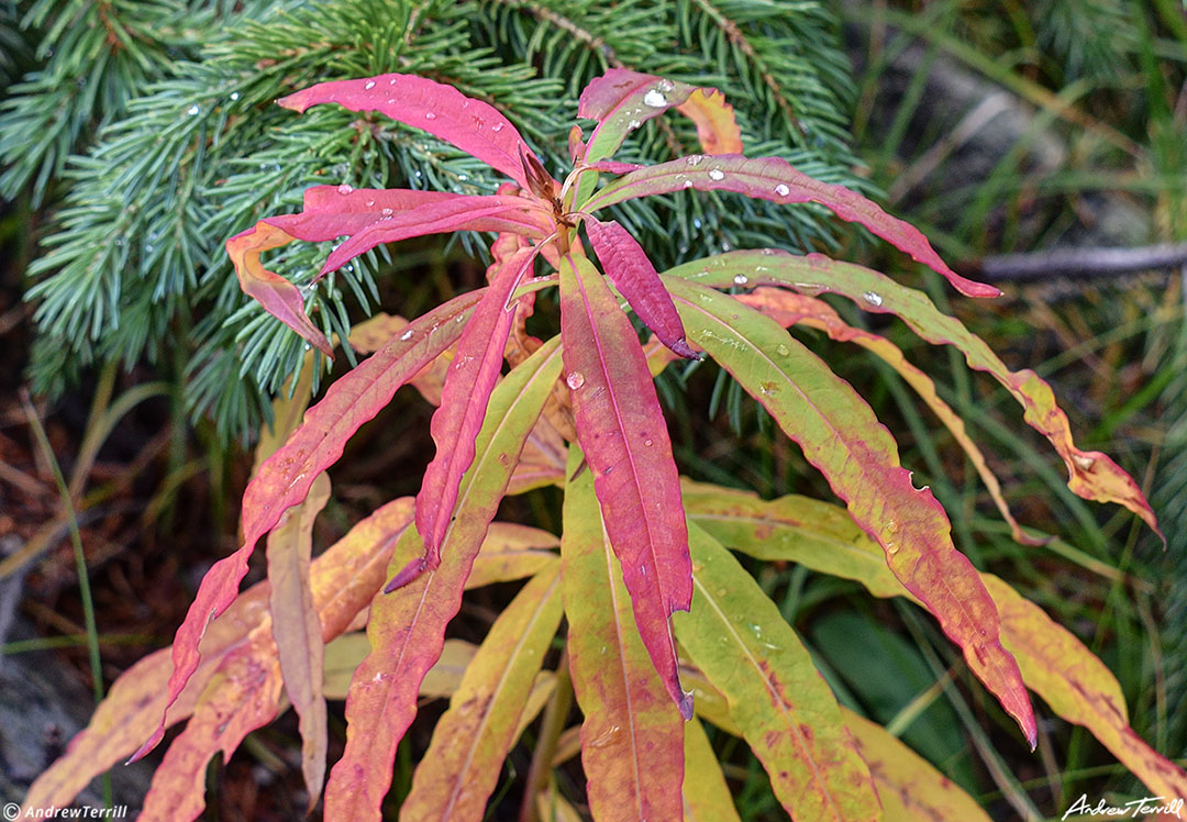 early fall colors August 2023