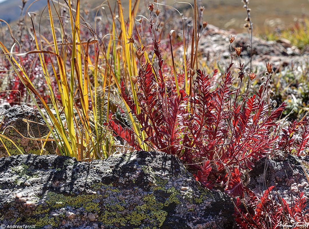 fall tundra colors Geneva Mountain Guanella Pass 22 Sept 2023