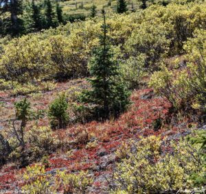 Scott Gomer Creek Fall Colors 22 Sept 2023