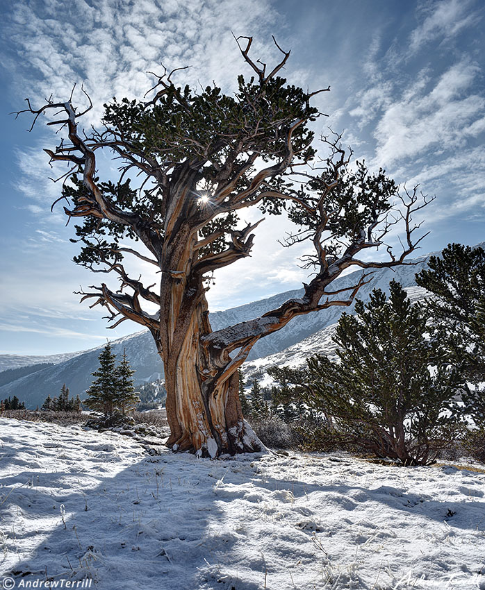 hells hole bristelcone pine may 21 2023