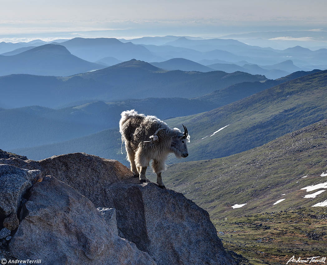 mountain goat on rock mount blue sky Colorado 2 July 2023